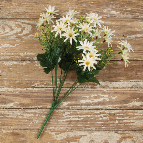 Mixed Daisy Bush