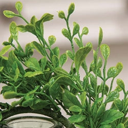 Fresh Sprouted English Boxwood Candle Ring