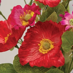 Sunset Poppy & Wildflower Bush