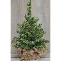 Mini Noble Pine Tree