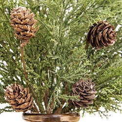 Western Cedar & Pinecone Bush, 19"