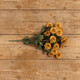 20" Old Gold Zinnia Bush