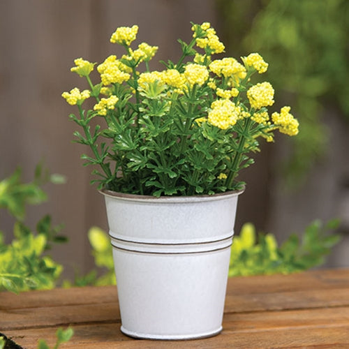 Yellow Astilbe Flowers in White Metal Garden Bucket