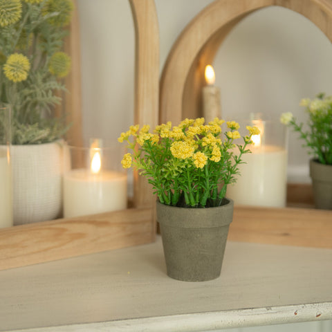 Yellow Mini Star Flowers in Ceramic Pot