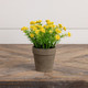 Yellow Mini Star Flowers in Ceramic Pot
