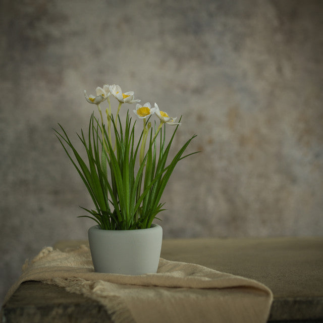 Potted White and Yellow Daffodil  8.25"