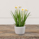 Potted White and Yellow Daffodil  8.25"