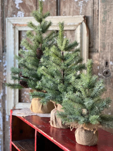 Icy Rocky Mountain Pine Tree | 12"