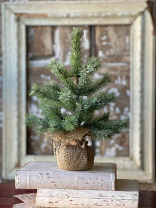 Icy Rocky Mountain Pine Tree | 12"