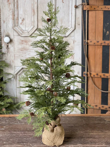 North Rim Hemlock Tree 36" (IN STORE PICKUP ONLY)