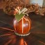 Pumpkin Luminary -  Meadowbrook Gourds