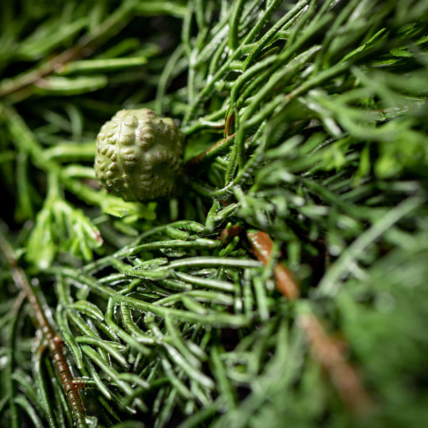 Lush Cypress Garland