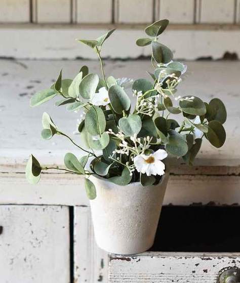 Springsong In Pot