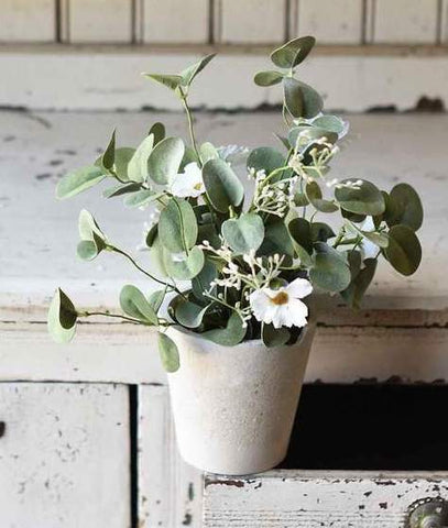 Springsong In Pot