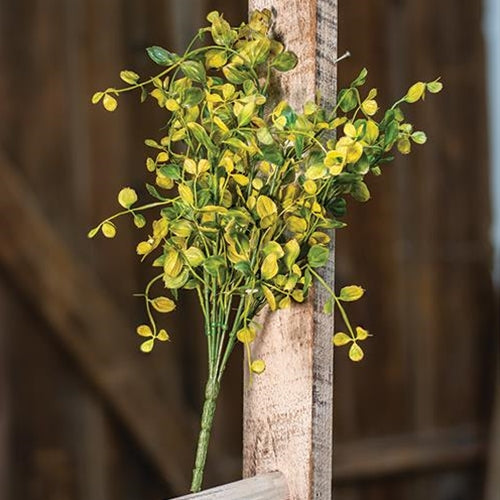 Bog Pimpernel Bush, 12"