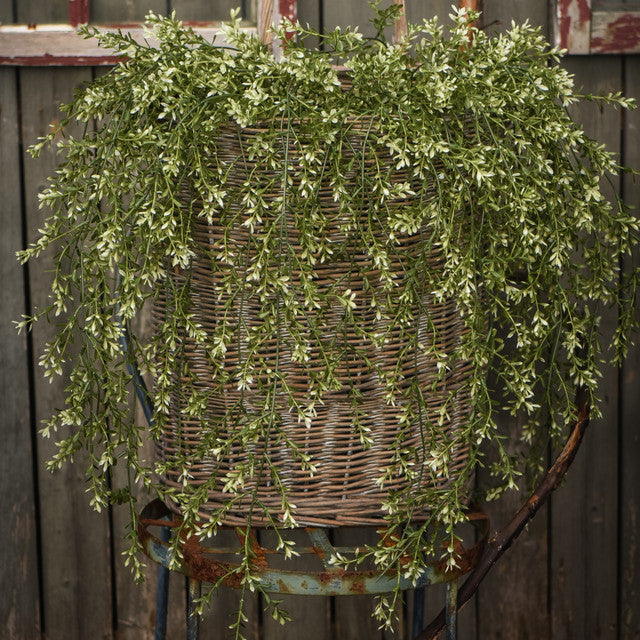 Boxwood Hanging Bush - 45"
