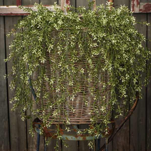 Boxwood Hanging Bush - 45"