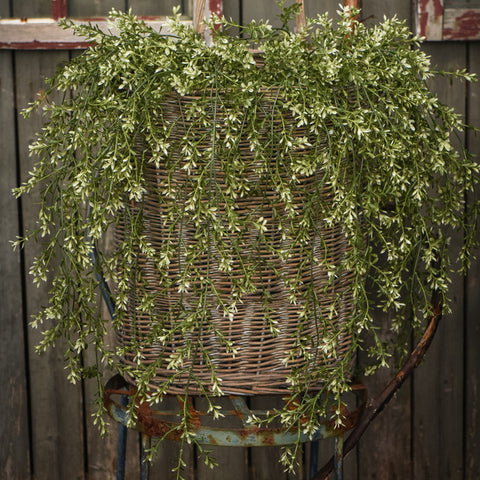 Boxwood Hanging Bush - 45"