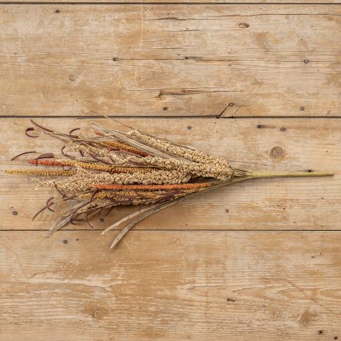24" BEIGE & ORANGE FOXTAIL BUSH