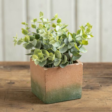 Eucalyptus in Square Pot 6"