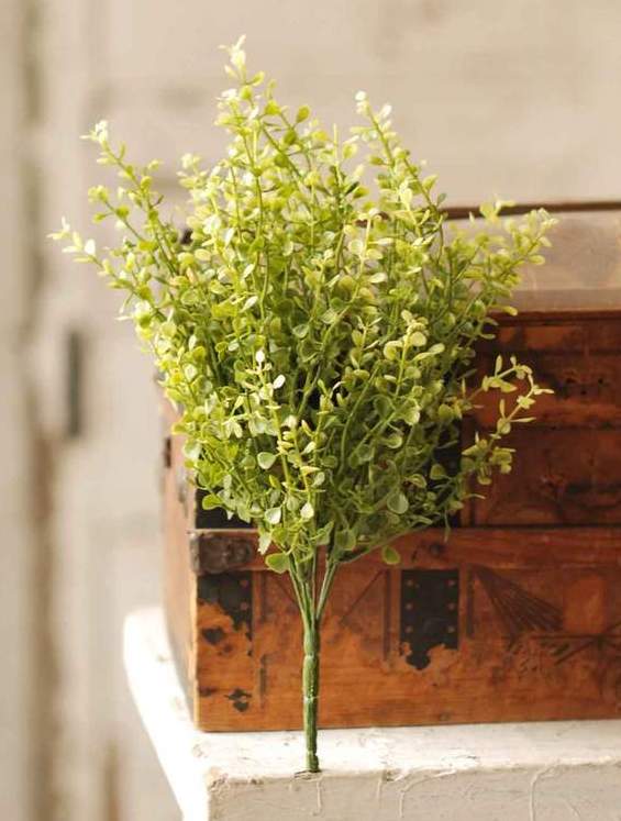 Baby's Grass Bush