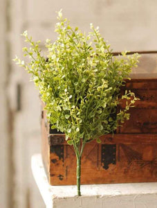 Baby's Grass Bush