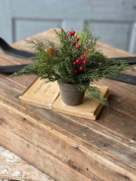 Alpine w/ Berries Potted | 9"