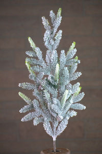 Frosted Spruce