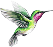 1803 Candle: Hummingbird