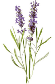 1803 Candle: Lavender Buds