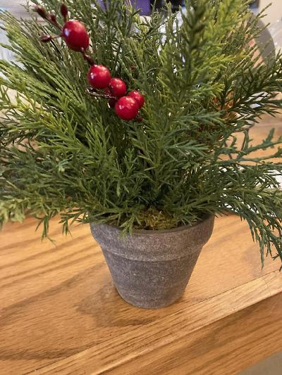 Alpine w/ Berries Potted | 9"