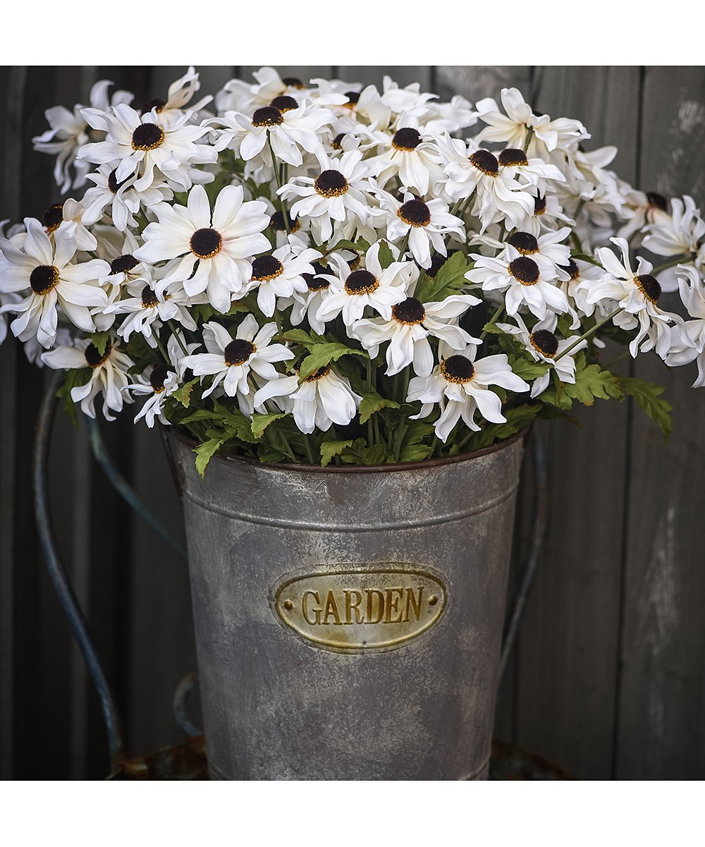 Cream Black Eyed Susan